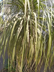 Photo 1 of Ponytail Palm