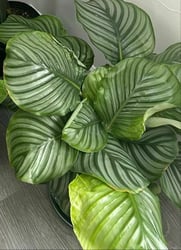 Photo 3 of Calathea