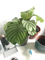 Photo 2 of Calathea