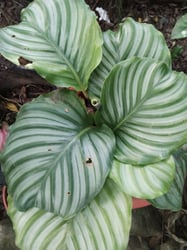 Photo 1 of Calathea