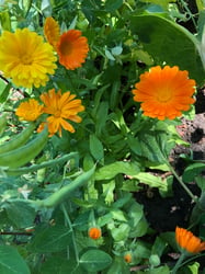 Photo 2 of Pot Marigold