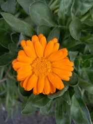 Photo 3 of Pot Marigold