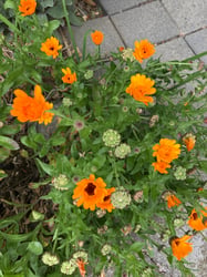 Photo 1 of Pot Marigold