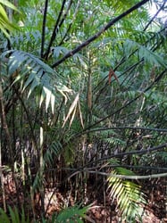 Photo 3 of Bamboo Palm