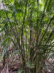 Photo 1 of Bamboo Palm