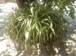 Photo 3 of Spider Plant