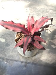Photo 1 of Earth Star