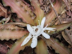 Photo 3 of Earth Star