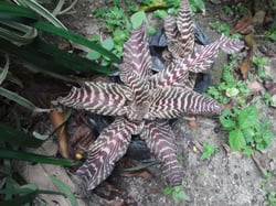 Photo 2 of Earth Star