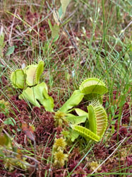 Photo 1 of Venus Fly Trap