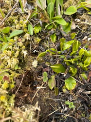 Photo 3 of Venus Fly Trap