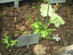 Photo 2 of Venus Fly Trap