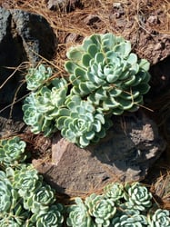 Photo 3 of Echeveria