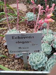 Photo 1 of Echeveria