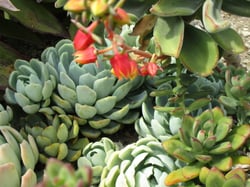 Photo 2 of Echeveria