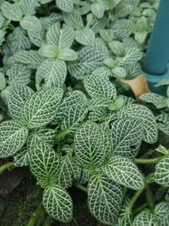 Photo 1 of Nerve Plant