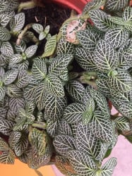Photo 2 of Nerve Plant