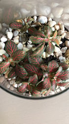 Photo 3 of Nerve Plant