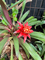Photo 1 of Bromeliad