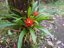Photo 3 of Bromeliad
