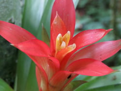 Photo 2 of Bromeliad