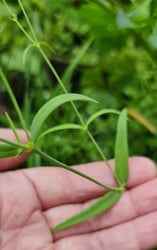 Photo 3 of Baby's Breath