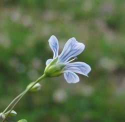 Photo 2 of Baby's Breath
