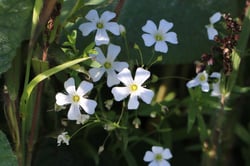 Photo 1 of Baby's Breath