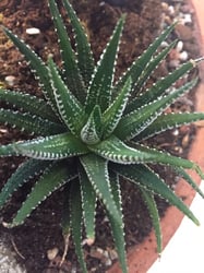 Photo 3 of Zebra Haworthia