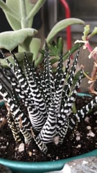 Photo 1 of Zebra Haworthia