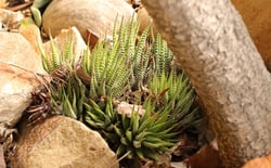 Photo 2 of Zebra Haworthia