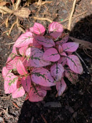 Photo 1 of Polka Dot Plant