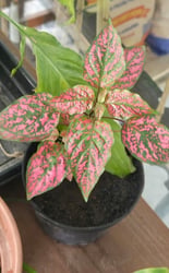 Photo 3 of Polka Dot Plant