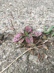 Photo 2 of Polka Dot Plant