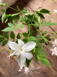 Photo 2 of Common Jasmine