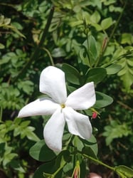 Photo 3 of Common Jasmine
