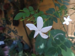 Photo 1 of Common Jasmine