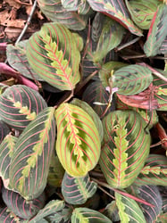 Photo 1 of Prayer Plant