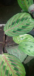 Photo 3 of Prayer Plant