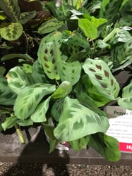 Photo 2 of Prayer Plant