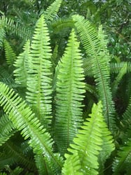 Photo 3 of Boston Fern