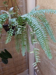 Photo 2 of Boston Fern