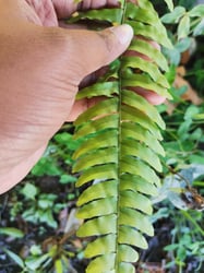 Photo 1 of Boston Fern
