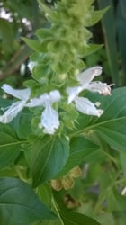 Photo 1 of Basil