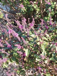 Photo 2 of Basil