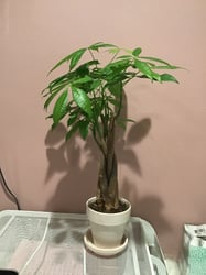 Photo 1 of Money Tree