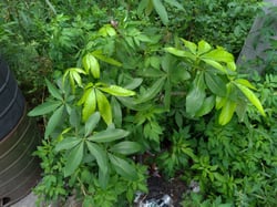 Photo 3 of Money Tree