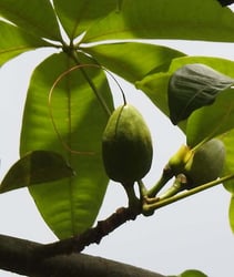 Photo 2 of Money Tree