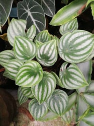 Photo 2 of Watermelon Peperomia