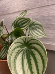 Photo 1 of Watermelon Peperomia
